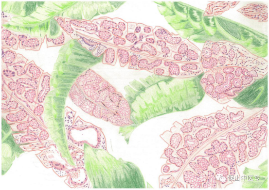 喜报保山中医专学生在全国第二届病理绘图大赛中获佳绩