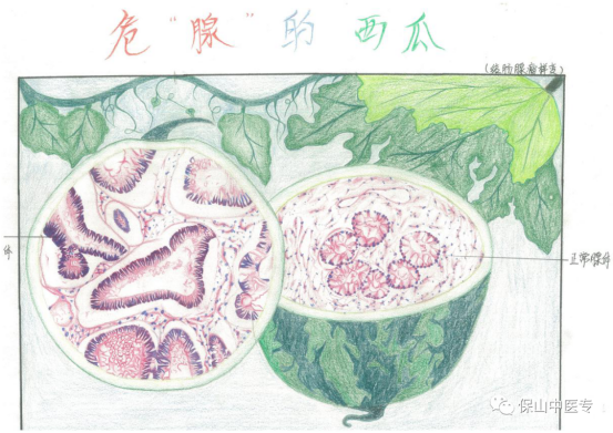 喜报保山中医专学生在全国第二届病理绘图大赛中获佳绩
